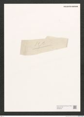 Diatomeae indet. Zeichnungen Sammlung Grunow (NHMW-BOT-W0368425)